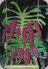 Rhynchostylis gigantea rubrum